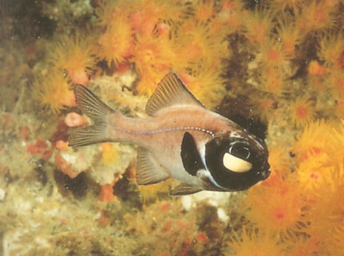 Photoblepharon steinitzi (Pesce luminoso di Steinitz)